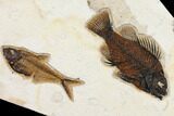 Fossil Fish (Cockerellites) & Diplomystus - Green River Formation #131202-1